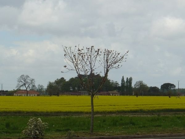 Fields of mustard 