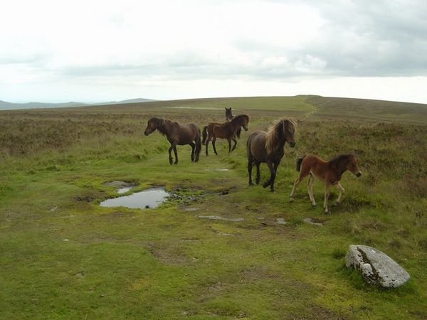 Wild Dartmoor pony's What a treat to have them run past
