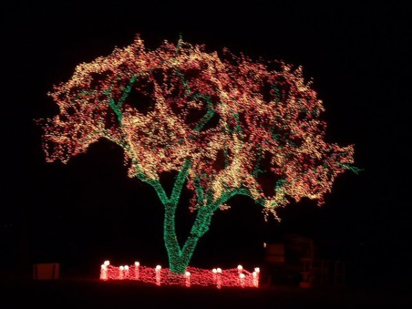 The tree light-up was impressive.