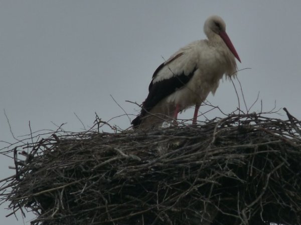 Neat Stork Photo