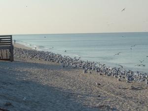 Birds/Siesta Beach 