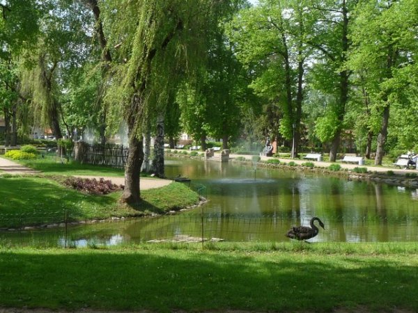 Black Swans in a lovely park in Cesis
