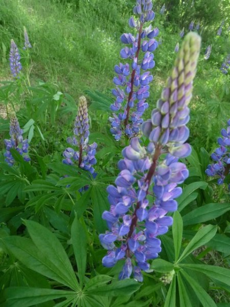 We think these are lupine, they are all along the roads and fields, so pretty