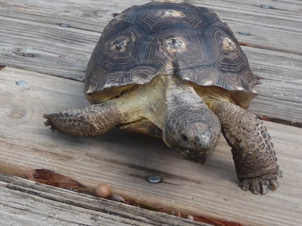 This turtle was hit by a car and is being nursed 