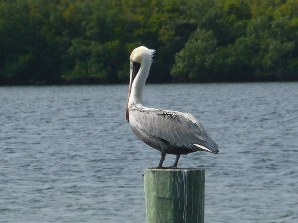 A pelican poses for us