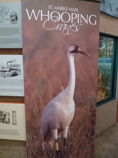 The Whooping Cranes Return