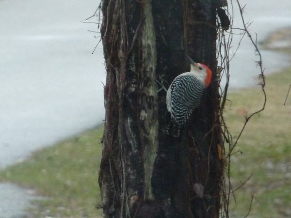 Woodpecker at our camp site