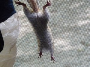 This squirrel was climbing our screen door.
