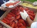 Lobsters being served nice and hot