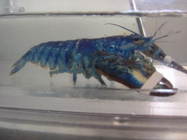 A Blue Lobster.. very rare  