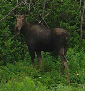 A female moose on the Viking Trail, one of many causing lots of accidents.
