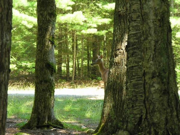 A deer, camouflaged in the forest.