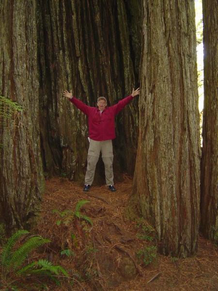 Bob among the Redwood