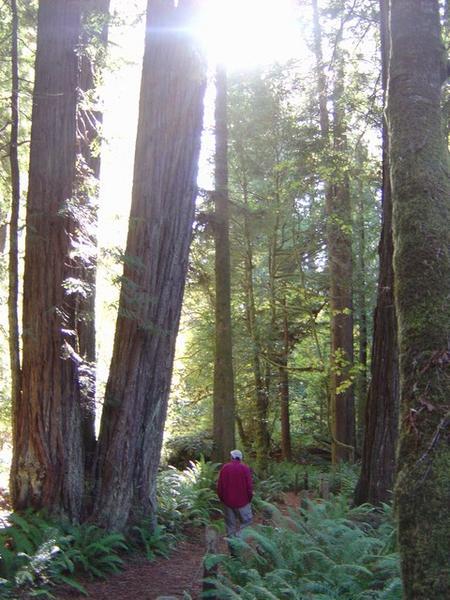 The quiet hiking time with the sun filtering through the redwoods.