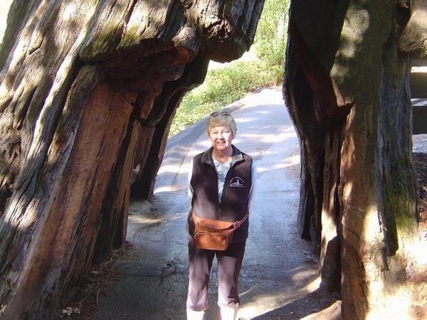 The Bothan was not going to fit through this Redwood tree, of well Maureen made it 