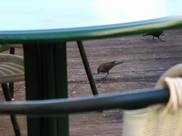 This little birdie has only one foot, but he was a feisty guy.