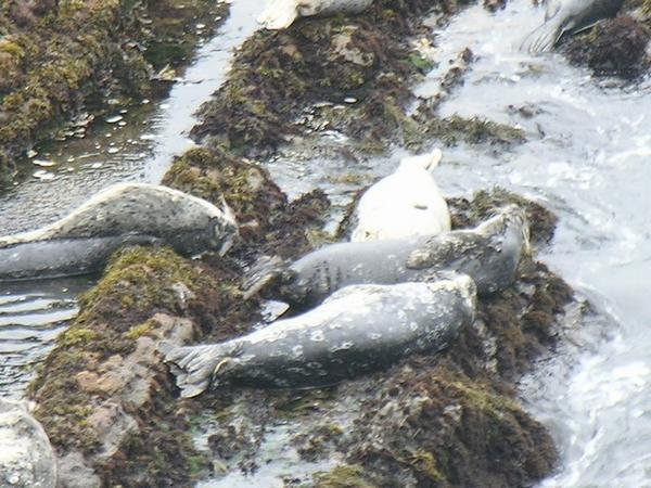 Sea-lions enjoying the non-sun, go figure?
