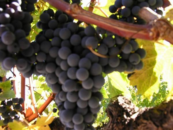 Grapes on the vine!
