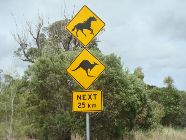 WILD Horses and Kangroos