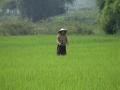 Local in rice paddie