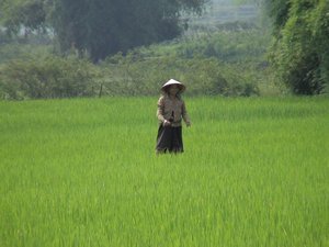 Local in rice paddie