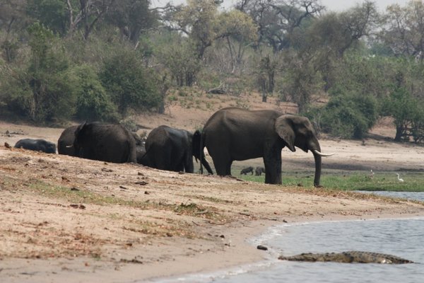 Chobe - elephants
