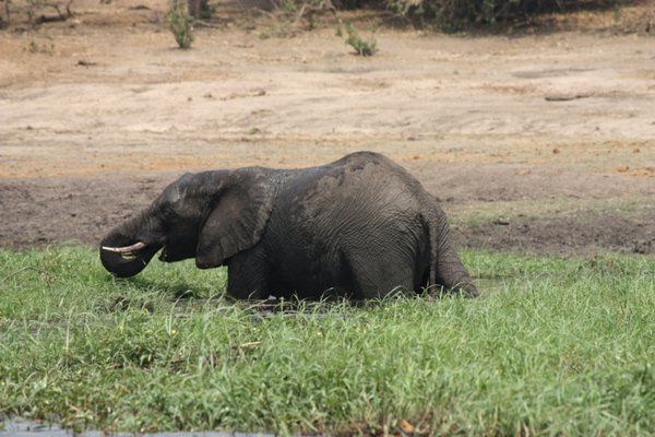 Chobe - elephant having a bath