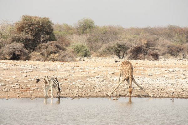 Etosha - giraffe & zebra having a drink