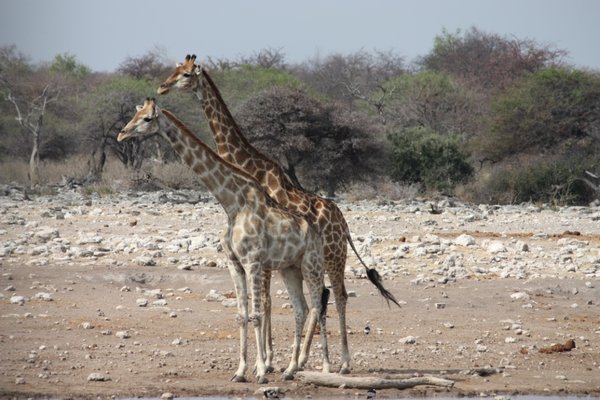 Etosha - giraffes at first water hole 3