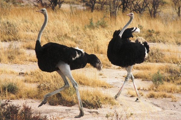 Etosha - Ostrich