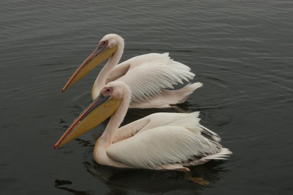 Walvis Bay - pelicans
