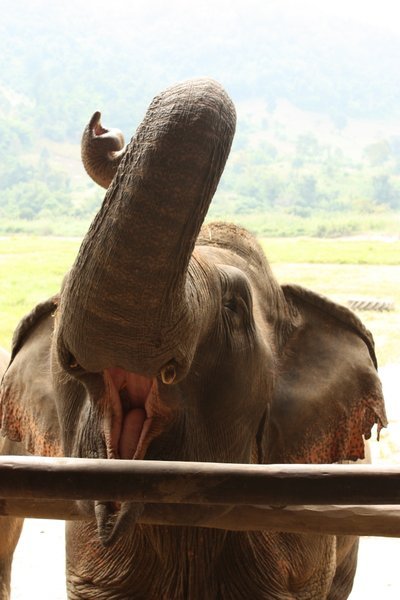 Chiang Mai - Elephant Nature Park 2