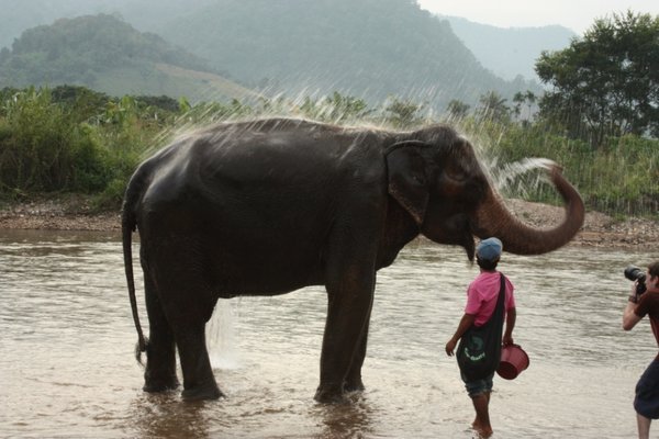 Chiang Mai - Elephant Nature Park 5