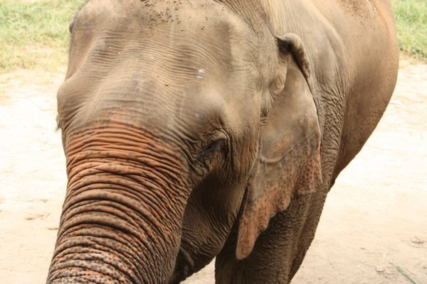 Chiang Mai - Elephant Nature Park 3