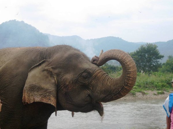 Elephant Nature Park - ellie salute