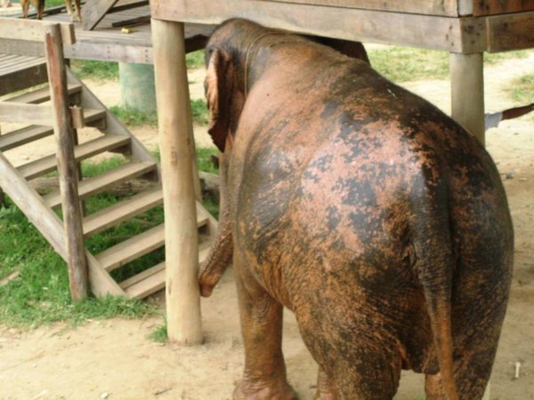 Elephant Nature Park - having a scratch