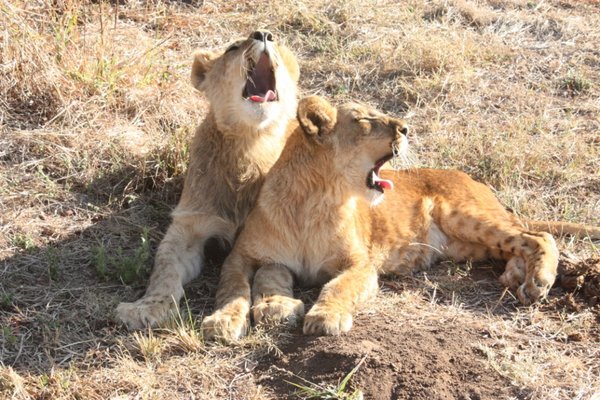 Tired little lion cubs