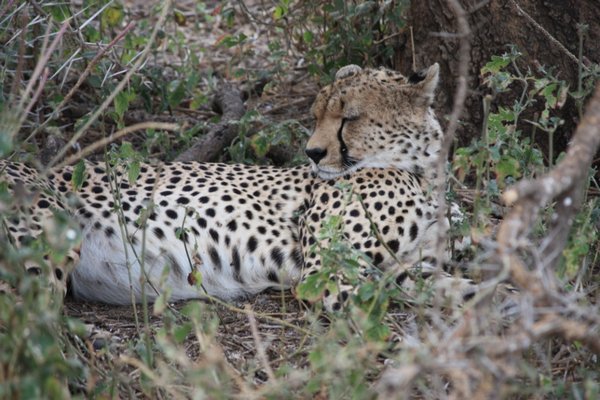 cheetah in serengeti closeup