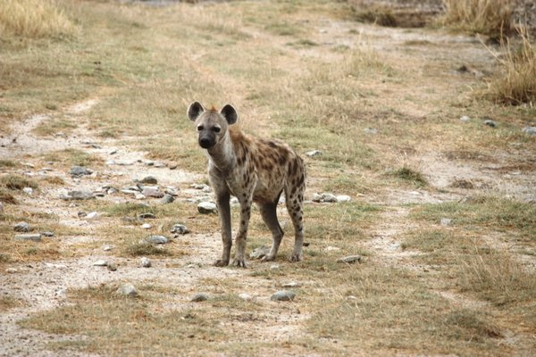 Hyena in serengeti