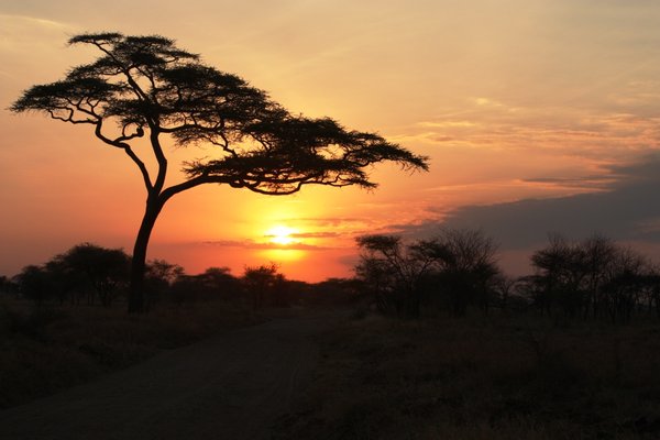 Serengeti sunrise