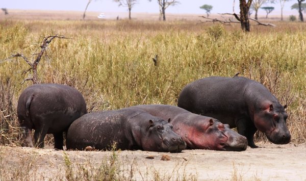Sunbathing Hippos