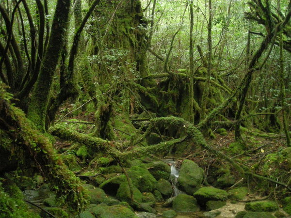Forest of Princess Mononoke
