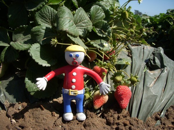 Mr. Bill wants to pick some..