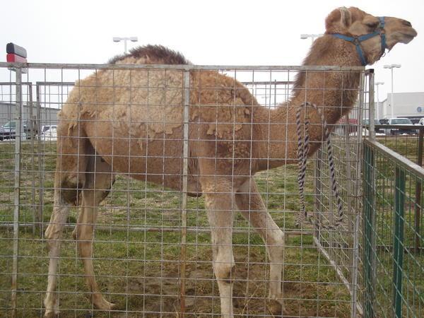 The saddest camel