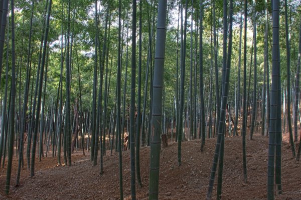 Arashiyama bamboo forest4