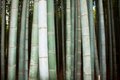 Arashiyama bamboo forest3