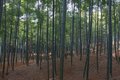 Arashiyama bamboo forest4