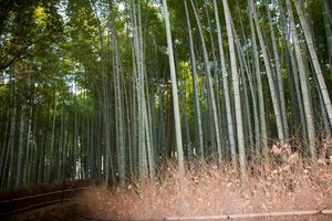 Arashiyama bamboo forest1