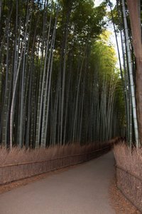 Arashiyama bamboo forest2