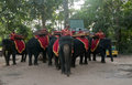 Elephants of Angkor